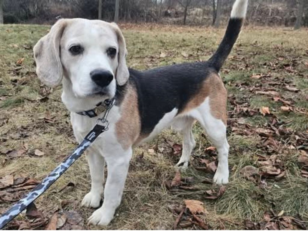 Obojek a vodítko Dinofashion Bígl